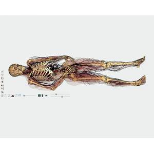 Mesa de Anatomia 3D, Table Convertible, Fabricante Anatomage (SL-502/3D)